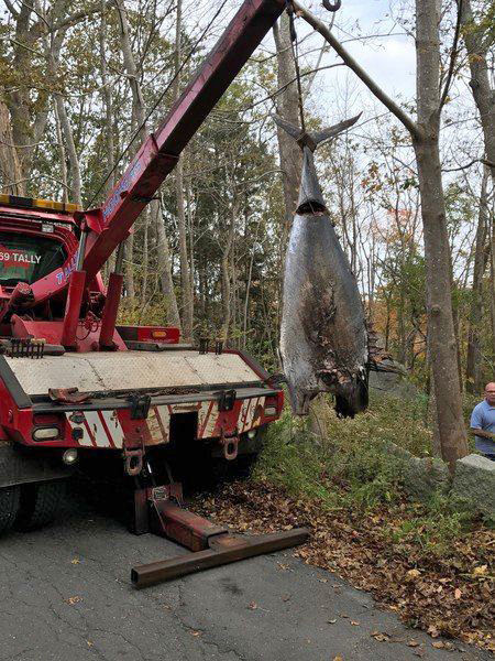 Charlia, the Headless Tuna, photo from Boston Magazine